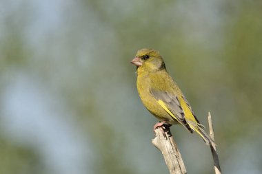 Bir dala tünemiş genel ispinoz (Chloris chloris)