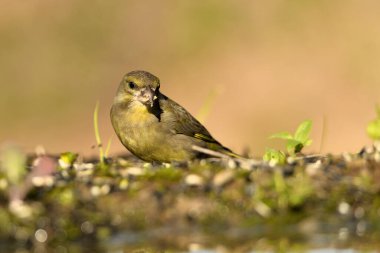 Bulanık yeşil arka planlı genel ispinoz (Chloris chloris)