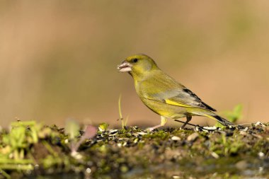 Bulanık yeşil arka planlı genel ispinoz (Chloris chloris)