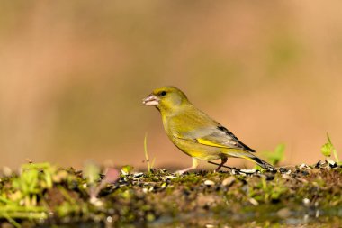 Orman zeminine tünemiş genel ispinoz (Chloris chloris)