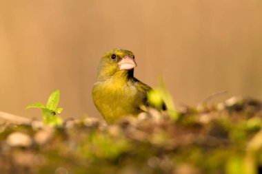 Bulanık yeşil arka planlı genel ispinoz (Chloris chloris)