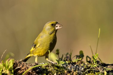 Bulanık yeşil arka planlı genel ispinoz (Chloris chloris)