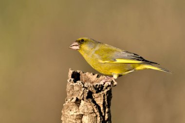 Bulanık yeşil arka planlı genel ispinoz (Chloris chloris)