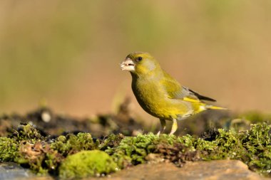 Bulanık yeşil arka planlı genel ispinoz (Chloris chloris)