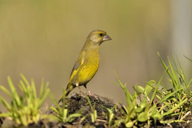 Bulanık yeşil arka planlı genel ispinoz (Chloris chloris)