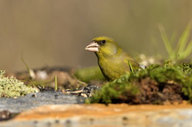 Bulanık yeşil arka planlı genel ispinoz (Chloris chloris)