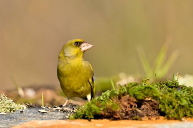 Bulanık yeşil arka planlı genel ispinoz (Chloris chloris)