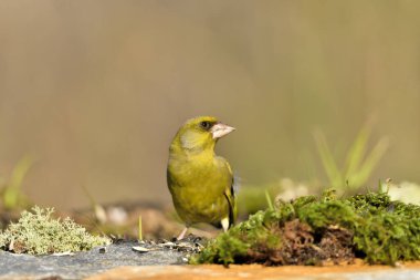 Bulanık yeşil arka planlı genel ispinoz (Chloris chloris)
