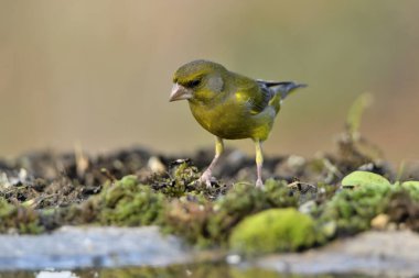 Orman zeminine tünemiş genel ispinoz (Chloris chloris)