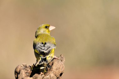 Bulanık yeşil arka planlı yeşil ispinoz (Chloris chloris)