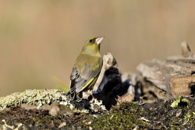 Bulanık yeşil arka planlı yeşil ispinoz (Chloris chloris)