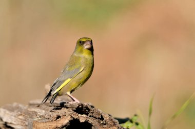 Bulanık yeşil arka planlı genel ispinoz (Chloris chloris)
