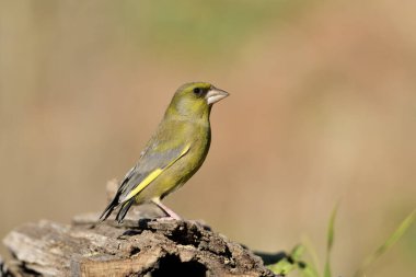 Bulanık yeşil arka planlı genel ispinoz (Chloris chloris)
