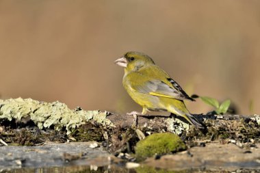 Bulanık yeşil arka planlı genel ispinoz (Chloris chloris)