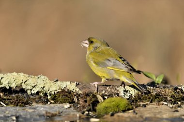 Bulanık yeşil arka planlı genel ispinoz (Chloris chloris)