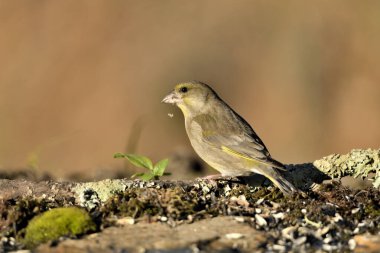 Bulanık yeşil arka planlı genel ispinoz (Chloris chloris)
