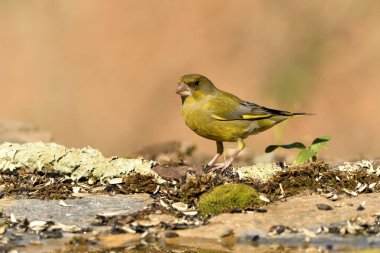 Bulanık yeşil arka planlı genel ispinoz (Chloris chloris)