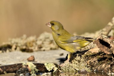 Bulanık yeşil arka planlı genel ispinoz (Chloris chloris)