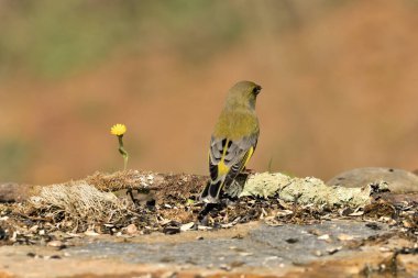 Bulanık yeşil arka planlı yeşil ispinoz (Chloris chloris)
