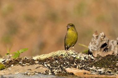 Bulanık yeşil arka planlı genel ispinoz (Chloris chloris)