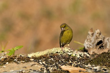 Bulanık yeşil arka planlı genel ispinoz (Chloris chloris)