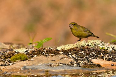 Bulanık yeşil arka planlı genel ispinoz (Chloris chloris)
