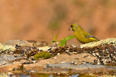 Bulanık yeşil arka planlı genel ispinoz (Chloris chloris)