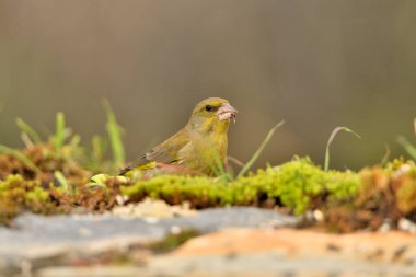 Bulanık yeşil arka planlı genel ispinoz (Chloris chloris)