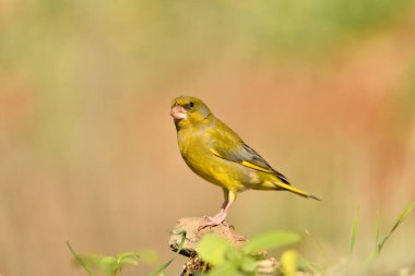 Bulanık yeşil arka planlı genel ispinoz (Chloris chloris)