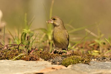 Bulanık yeşil arka planlı genel ispinoz (Chloris chloris)