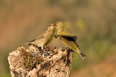 Yiyecek için savaşan genel ispinoz (Chloris chloris)