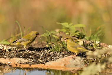 Bulanık yeşil arka planlı genel ispinoz (Chloris chloris)