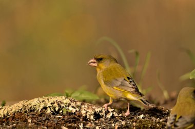 Bulanık yeşil arka planlı genel ispinoz (Chloris chloris)