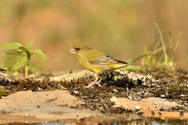 Bulanık yeşil arka planlı genel ispinoz (Chloris chloris)