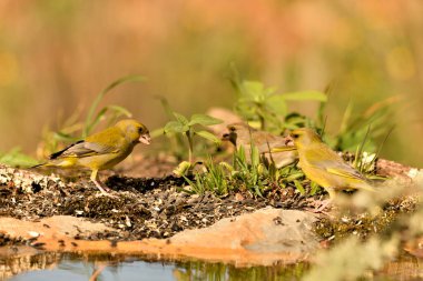Bulanık yeşil arka planlı genel ispinoz (Chloris chloris)