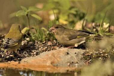 Bulanık yeşil arka planlı genel ispinoz (Chloris chloris)