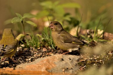 Bulanık yeşil arka planlı genel ispinoz (Chloris chloris)