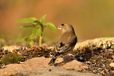 Bulanık yeşil arka planlı yeşil ispinoz (Chloris chloris)