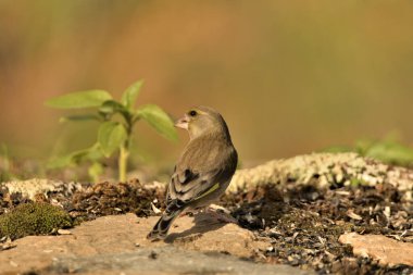 Bulanık yeşil arka planlı yeşil ispinoz (Chloris chloris)