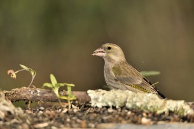 Bulanık yeşil arka planlı genel ispinoz (Chloris chloris)