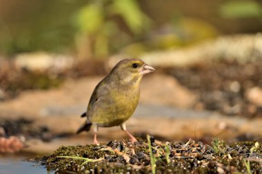 Bulanık yeşil arka planlı genel ispinoz (Chloris chloris)