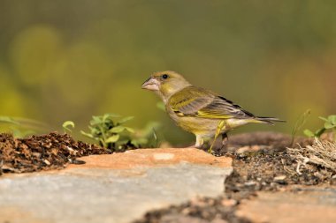 Bulanık yeşil arka planlı genel ispinoz (Chloris chloris)