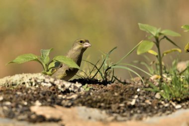 Orman zeminine tünemiş genel ispinoz (Chloris chloris)