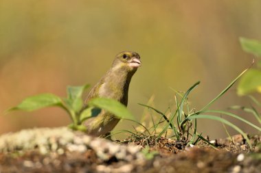 Orman zeminine tünemiş genel ispinoz (Chloris chloris)