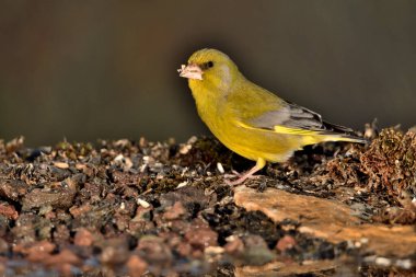 Bulanık yeşil arka planlı genel ispinoz (Chloris chloris)