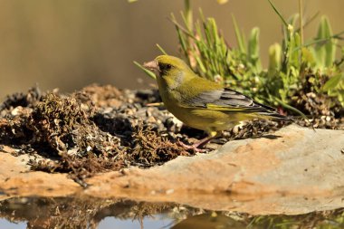 Bulanık yeşil arka planlı genel ispinoz (Chloris chloris)