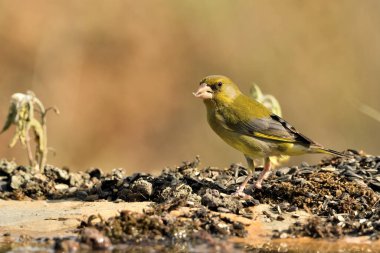 Orman zeminine tünemiş genel ispinoz (Chloris chloris)
