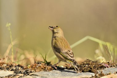 Bulanık yeşil arka planlı genel ispinoz (Chloris chloris)