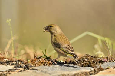 Bulanık yeşil arka planlı genel ispinoz (Chloris chloris)