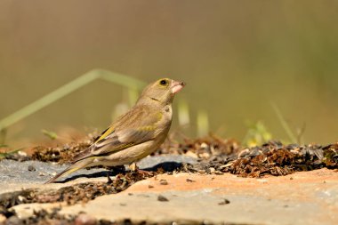 Bulanık yeşil arka planlı genel ispinoz (Chloris chloris)